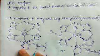 Bioinorganic chemistry part 2  Hemoglobin and Myoglobin [upl. by Lemra351]