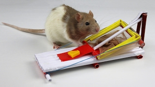 How to Make a Simple Mouse Trap from Paper [upl. by Francyne847]