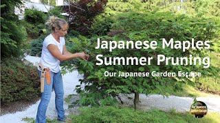 Japanese Maples Summer Pruning  Our Japanese Garden Escape [upl. by Hpeosj]