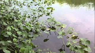 Aquatic Plants Identification [upl. by Sirovat]