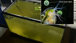 Raising Daphnia for the Freshwater Aquarium [upl. by Geaghan]