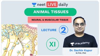 Animal Tissues  Lecture 2  Class 11  Unacademy NEET  LIVE DAILY  NEET Biology  Dr Sachin Kapur [upl. by Basir]