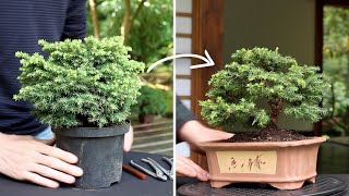 How to make a Bonsai tree [upl. by Arrol368]