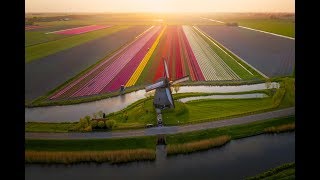 Tulips in The Netherlands 4k [upl. by Feil162]