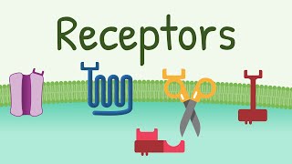 Receptors Types amp Functions [upl. by Gibby]