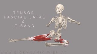 Tensor Fasciae Latae amp IT Band Basics 4k Animation [upl. by Nosak]