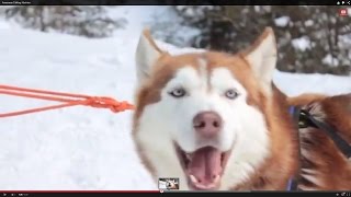 Awesome Talking Huskies Compilation [upl. by Eikcim643]