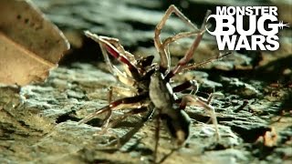 White Tail Spider Vs Cellar Spider  MONSTER BUG WARS [upl. by Anilet]