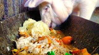 Sound on 🔊 cerdo comiendo  pig is eating slop malac moslék [upl. by Eelloh]