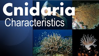 Cnidaria phylum characteristics [upl. by Carolyne]