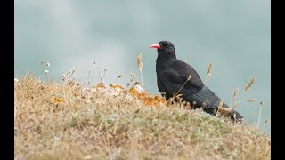 The Cornish Chough [upl. by Nuawtna778]