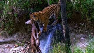 Tiger Habitat and Behavior [upl. by Joelie106]