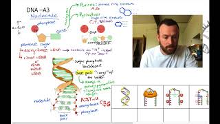 DNA mindmap OCR A Level Biology 23 [upl. by Ecadnac989]