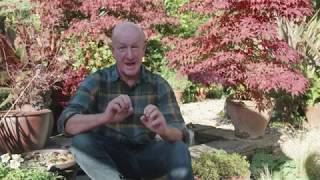 Planting and caring tips for Acer Japanese Maple [upl. by Yekcor]