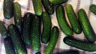 Somewhat Kosher Dill Pickles recipe [upl. by Nayab3]