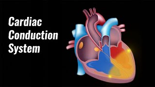 Cardiac conduction system [upl. by Favianus]