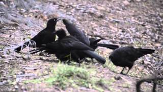 Australian Wildlife WhiteWinged Choughs [upl. by Dnalon]