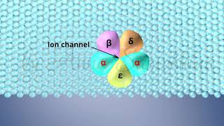 The Structure of Acetylcholine Receptors [upl. by Innep]