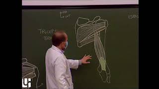 MS 5  Muscles du bras Muscles of the arm [upl. by Laeira]