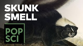 The Science of Why Skunks Smell [upl. by Noiraa]