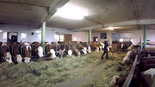 Feeding the Cows  Barn Work on a Small Dairy Farm [upl. by Severson]