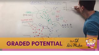 Graded Potential  Neuron [upl. by Idham]