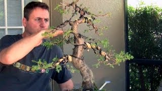 How To Bonsai  Bending large branches with Raffia [upl. by Esialb]