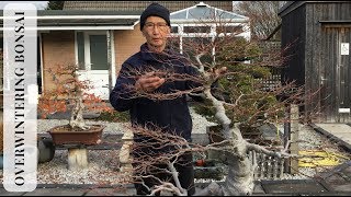 Overwintering Bonsai [upl. by Serena]