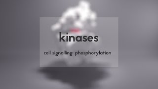 Cell signalling kinases amp phosphorylation [upl. by Dogs]