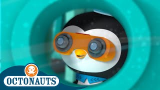 Octonauts  Ocean Camp  Cartoons for Kids  Underwater Sea Education [upl. by Madella321]