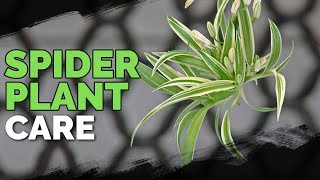 Spider Plant Care How To Grow Chlorophytum Comosum [upl. by Ardin]