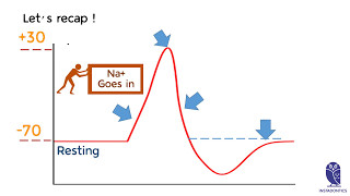 Action Potential chart explained [upl. by Waugh638]