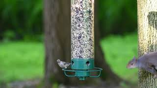 Yankee Flipper SquirrelProof Bird Feeder [upl. by Nikral]