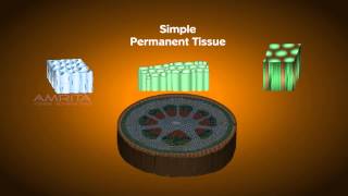 Plant Tissues  Class 9 Tutorial [upl. by Florance]