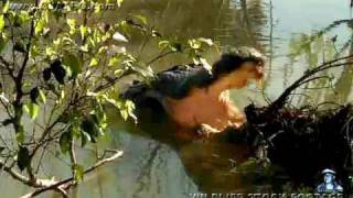 American Alligator Bellowing 11 [upl. by Youngman579]