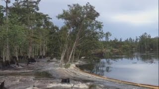 Sinkhole swallows trees whole in Louisiana swamp [upl. by Modnar]