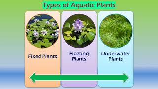 Adaptations in aquatic plants [upl. by Nnylyoj]