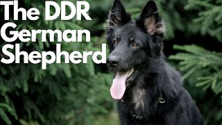 DDR German Shepherd Everything You Need to Know [upl. by Hurleigh]