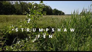 Welcome to Strumpshaw Fen [upl. by Zechariah]