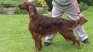 Dog Breed Video Irish Setter [upl. by Leena683]