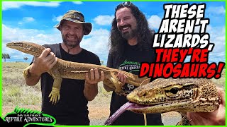 GIANT MONITOR LIZARDS IN AUSTRALIA [upl. by Damita]