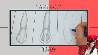 Dental  Zähne richtig zeichnen  Draw anatomic tooth  EckzahnDens caninus Tutorial [upl. by Eiggam58]