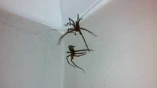 Huge House Spider Fight [upl. by Jeremiah]