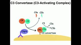 Classical Pathway of Complement Activation [upl. by Aseneg]