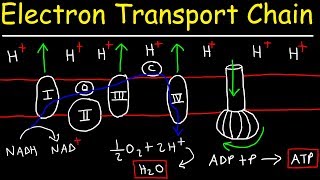 Electron Transport Chain  ATP Synthase Chemiosmosis amp Oxidative Phosphorylation [upl. by Tera]