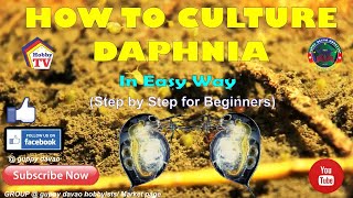 HOW TO CULTURE DAPHNIA In Easy Way [upl. by Elson499]