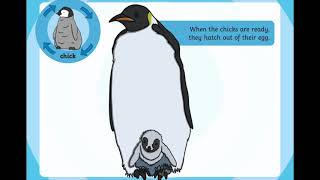 Life Cycle of a Penguin [upl. by Ajile]