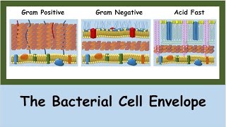 The Bacterial Cell Envelope [upl. by Nawek]