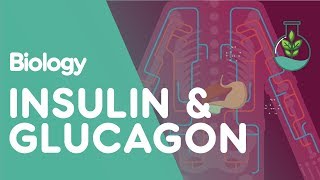 Insulin and Glucagon  Physiology  Biology  FuseSchool [upl. by Sophi289]