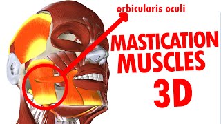 Muscles of Mastication  Jaw And Mandible  Face Anatomy part 3 [upl. by Aneliram508]